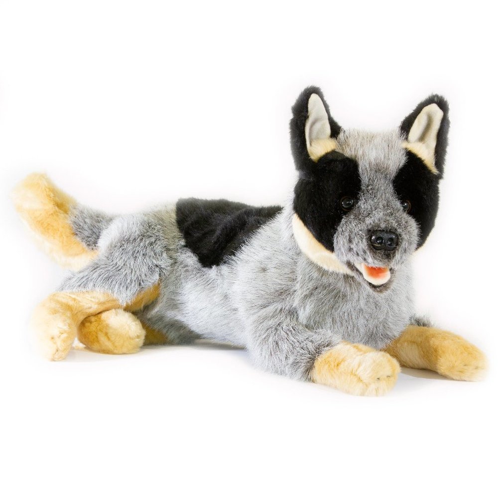 Australian Cattle Dog Heeler by Bocchetta